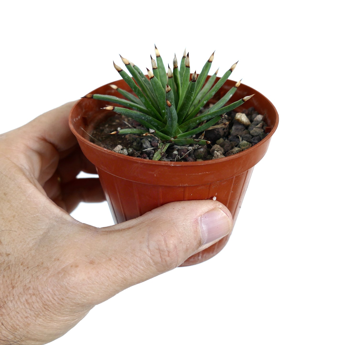 Agave albopilosa piccola succulenta con foglie verdi appuntite e spine con punte marroni in vaso