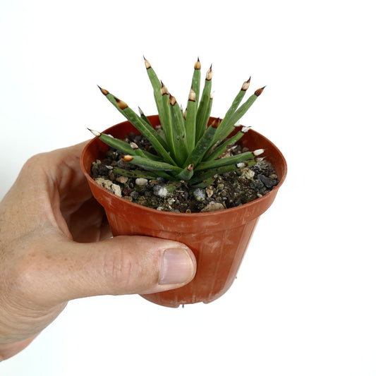 Agave albopilosa small succulent with narrow green leaves and brown spines in pot