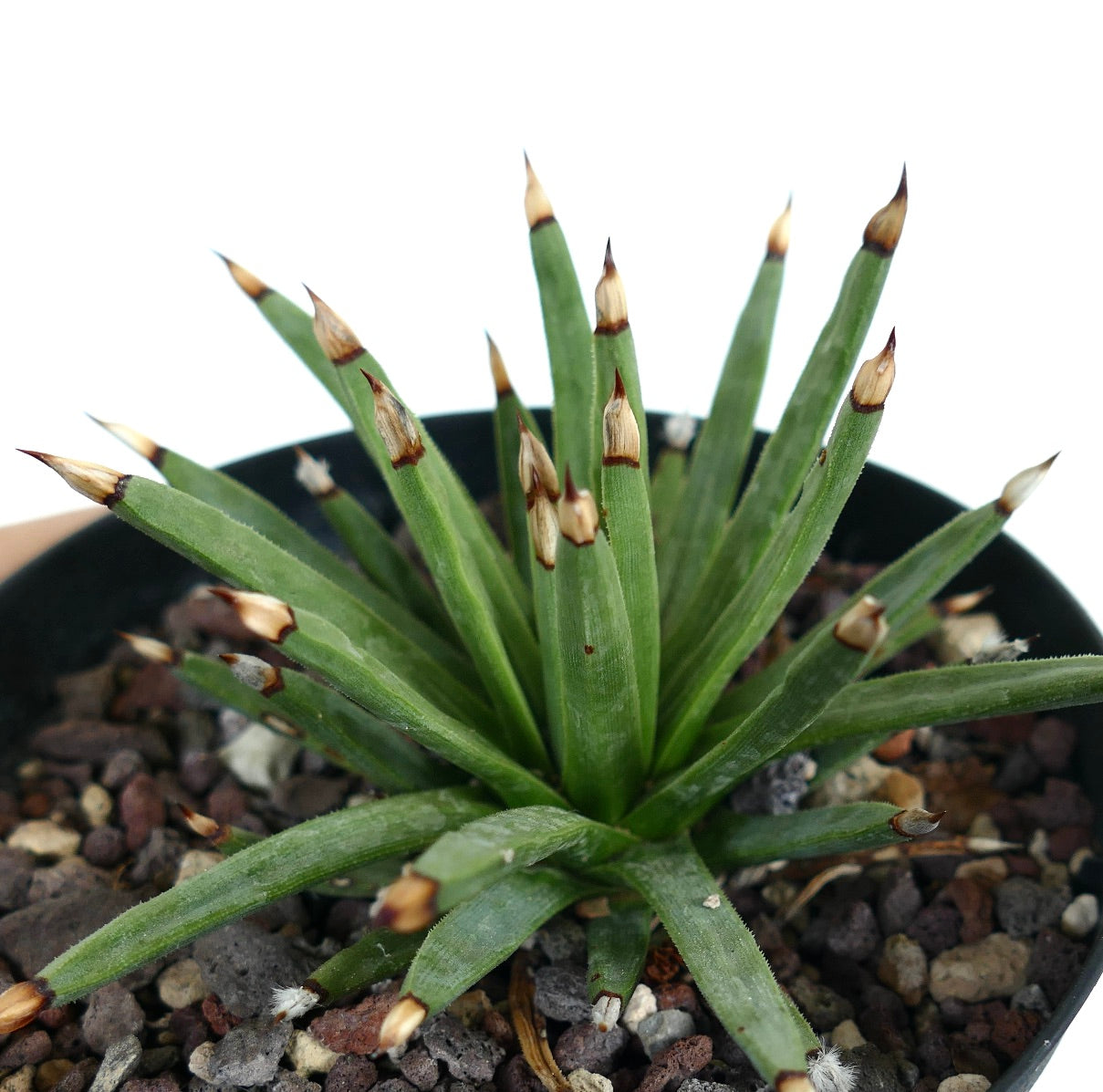 Succulenta Agave albopilosa con foglie verdi strette e distintive spine marroni alle punte in vaso