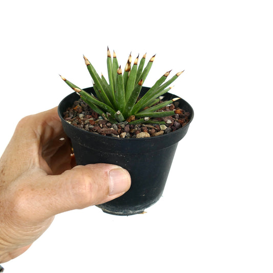 Agave albopilosa small succulent with slender green leaves and brown spine tips in black pot
