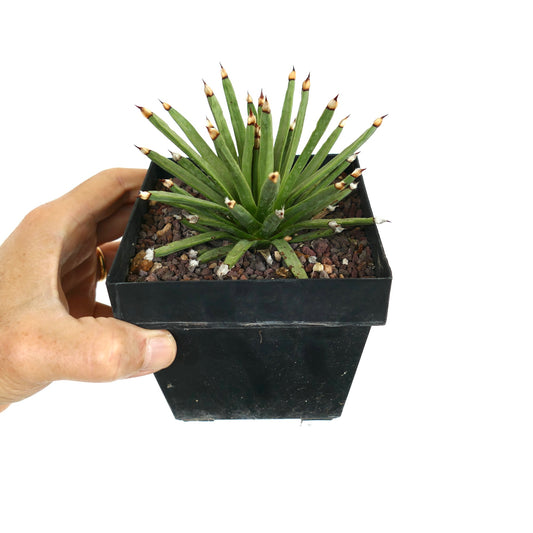 Agave albopilosa succulent with slender green leaves and brown-tipped spines in black pot