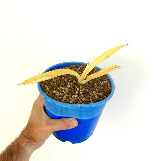 Agave americana succulent with pale yellow variegated leaves and sharp spines in blue pot