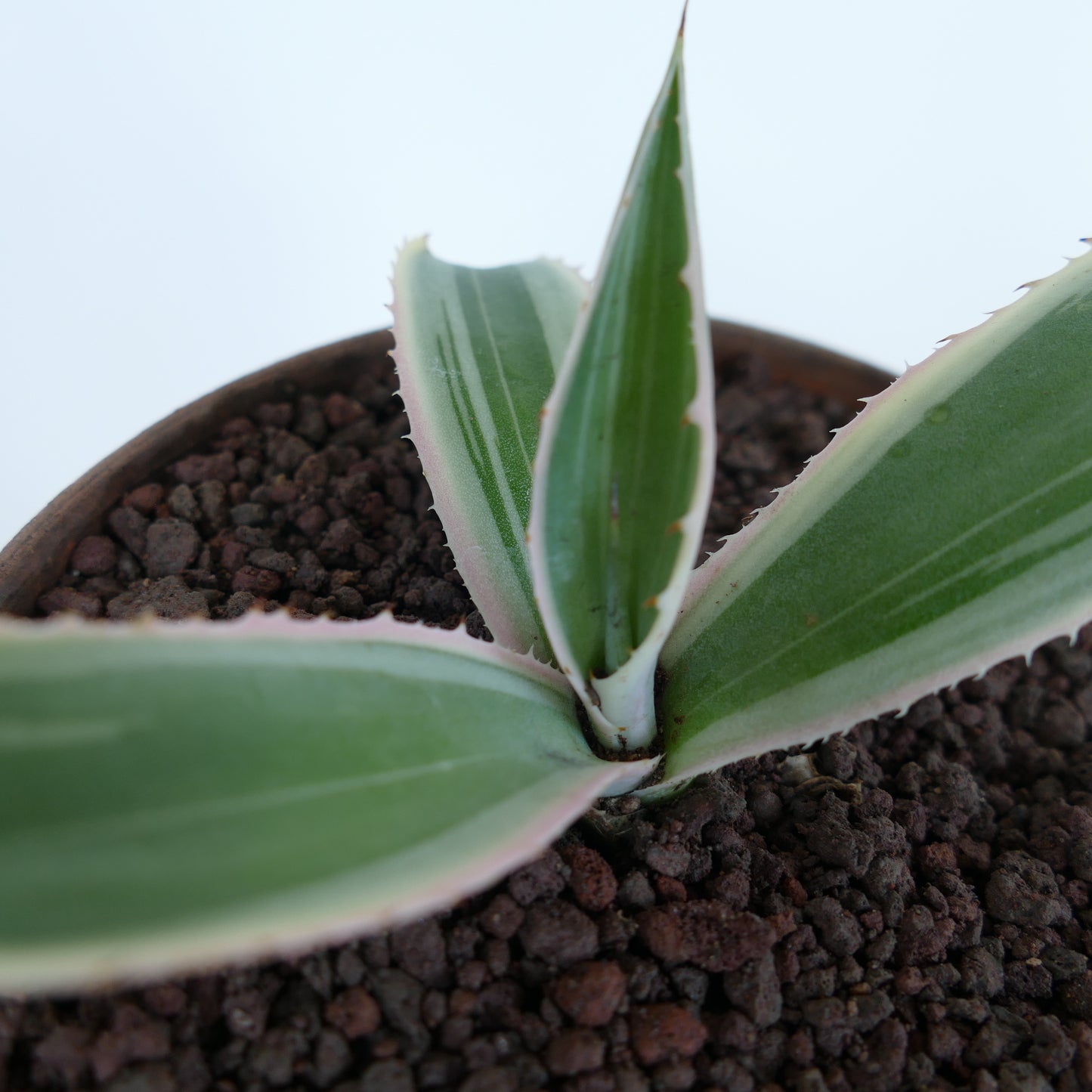 Agave americana succulent with thick green leaves and white cream margins in pot