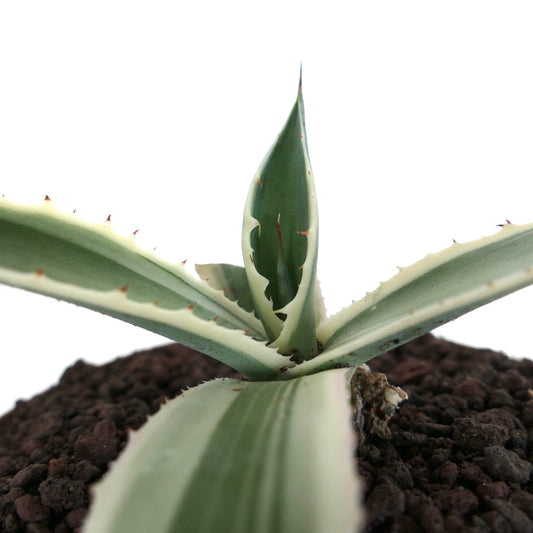 Agave americana succulent with creamy white margins and sharp spines growing in soil