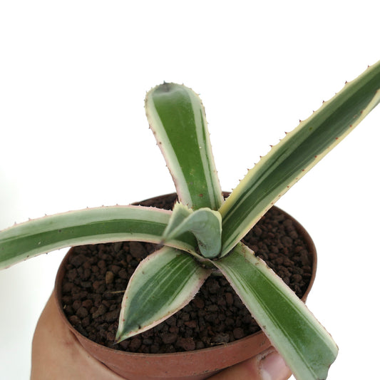 Succulenta Agave americana con foglie spesse variegate verde e crema e piccole spine