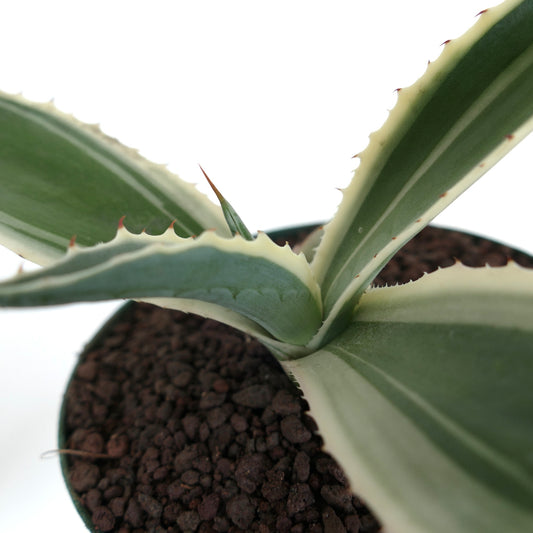 Agave americana succulent with cream-edged leaves and sharp reddish spines in pot