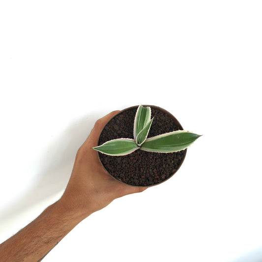 Agave americana succulent with cream-edged variegated leaves in small pot held by hand