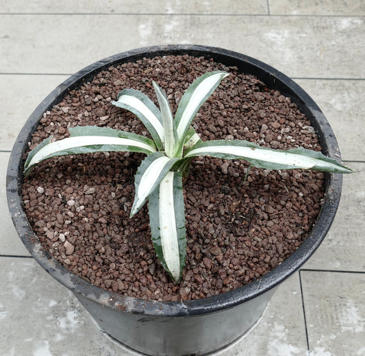 Agave americana mediopicta alba succulent with long white-striped leaves and sharp spines in pot