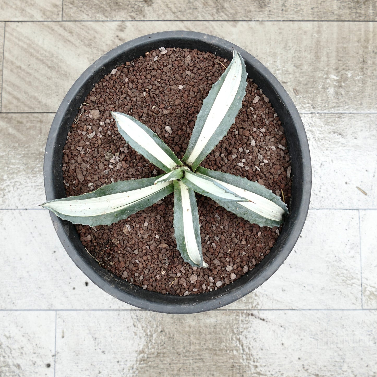 Agave americana mediopicta alba suculenta com folhas carnudas às riscas brancas e espinhos afiadas em vaso