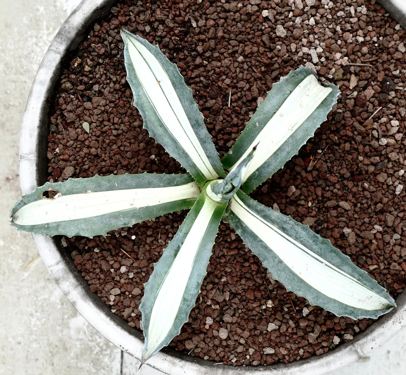 Agave americana mediopicta alba Sukkulente mit breiten, weiß geringelten Blättern und scharfen Dornen im Topf
