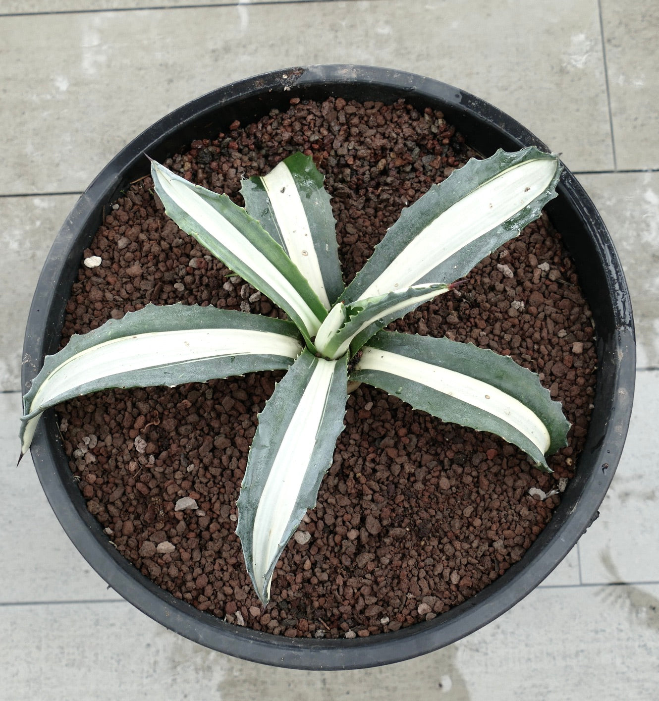 Agave americana mediopicta alba Sukkulente mit breiten weiß gestreiften Blättern und scharfen Dornen im Topf