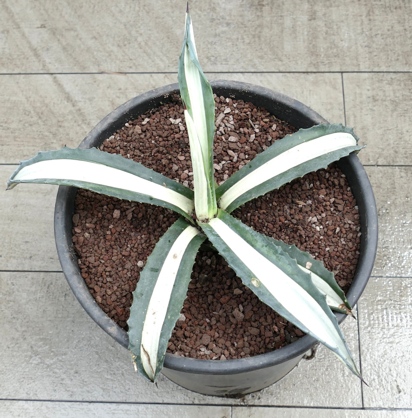 Agave americana MEDIOPICTA ALBA succulent with broad white-striped leaves and sharp spines in black pot