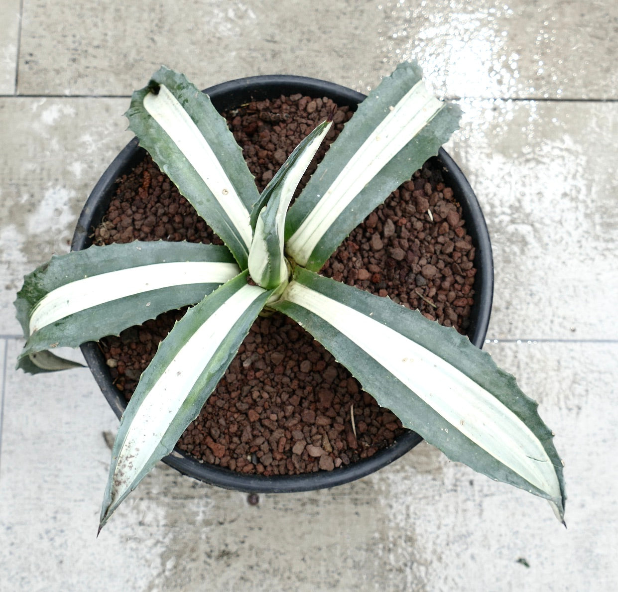 アガベ　アメリカーナ　白縞斑　親株販売広がり60c m中心高さ33cm アガベ アメリカナ 縞斑 - 多肉植物のお店 彩香 公式サイト