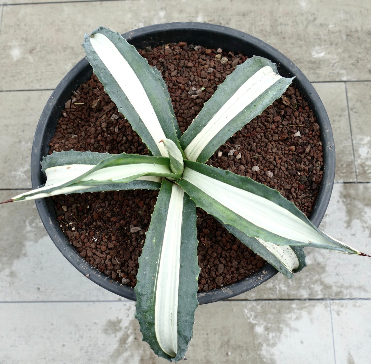 Agave americana mediopicta alba succulent with broad white-striped leaves and sharp spines in pot