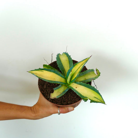 Agave americana succulent with broad yellow and green variegated leaves and sharp spines