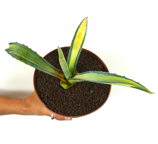 Agave americana succulent with long variegated leaves and spiny edges in pot