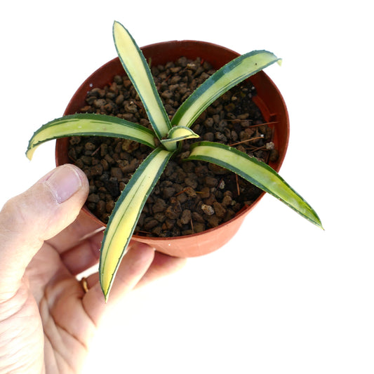 Agave americana mediopicta variegated succulent with yellow and green striped leaves in small pot