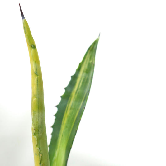 Agave americana striata variegated succulent with long pointed leaves and sharp spines