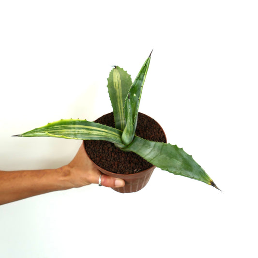 Agave americana striata variegated succulent with long pointed leaves and subtle spine edges