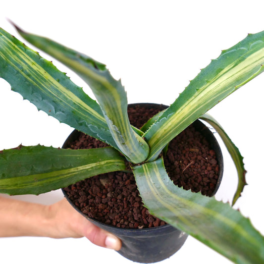 Agave americana striata succulent with long variegated green leaves and sharp spines in pot