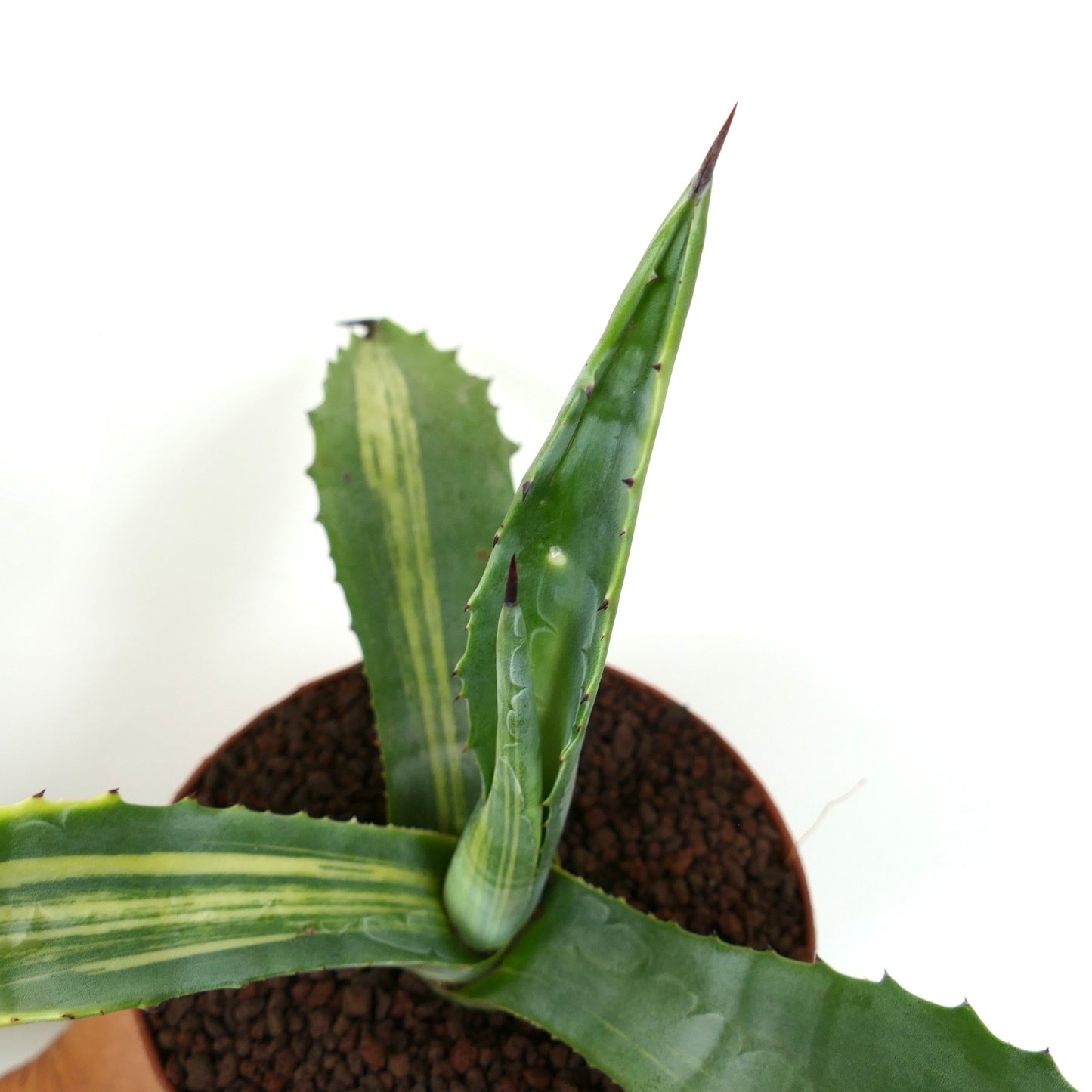 Agave americana striata succulent with thick variegated green leaves and sharp spines