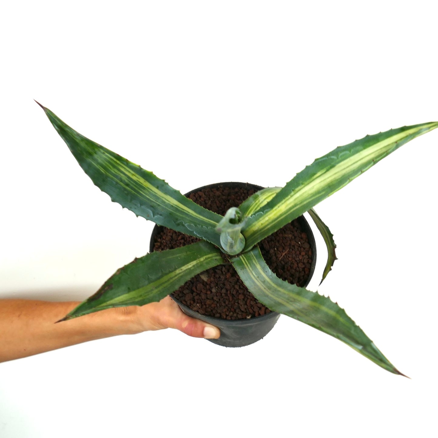 Agave americana succulent with long pointed leaves and variegated stripes in pot