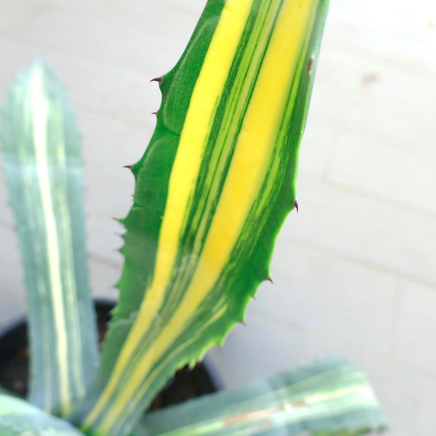 Agave americana variegated succulent with sharp spines and yellow-green striped leaves