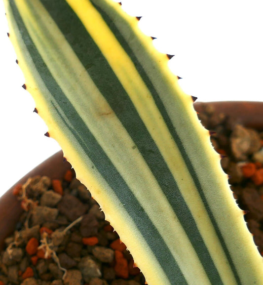 Agave americana succulent with thick variegated striped leaves and sharp spines