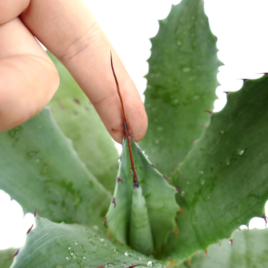 Agave americana X Agave eborispina succulent with thick green leaves and sharp reddish spines
