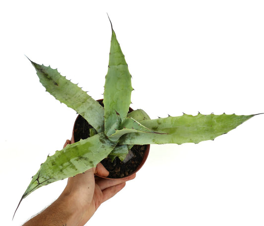 Agave americana X Agave eborispina succulent with long pointed leaves and sharp spines in pot