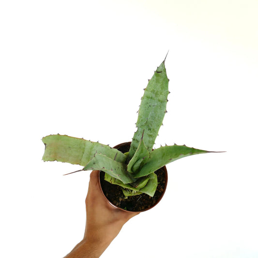 Agave americana X Agave eborispina succulent with thick green spiny leaves in pot