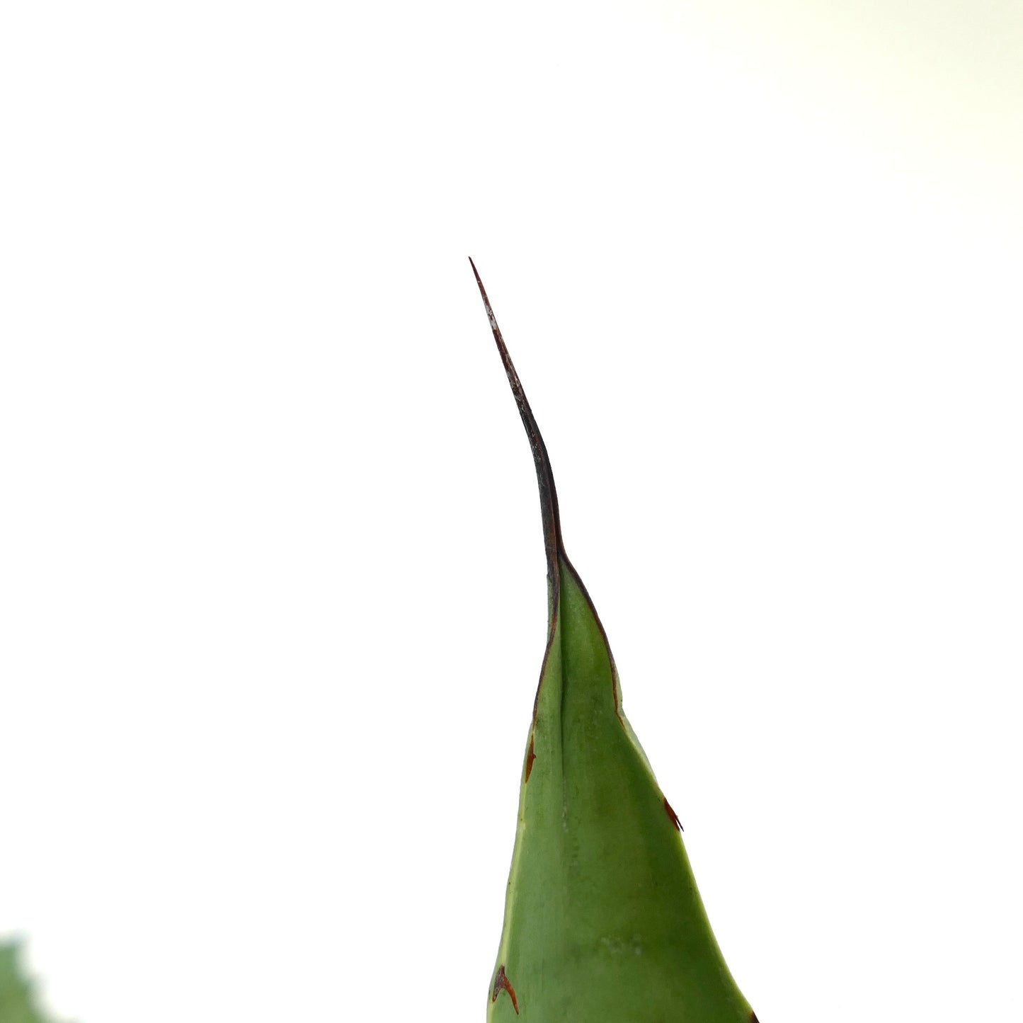 Agave americana X Agave eborispina Sukkulente mit scharf zugespitzten grünen Blättern und braunen Stacheln
