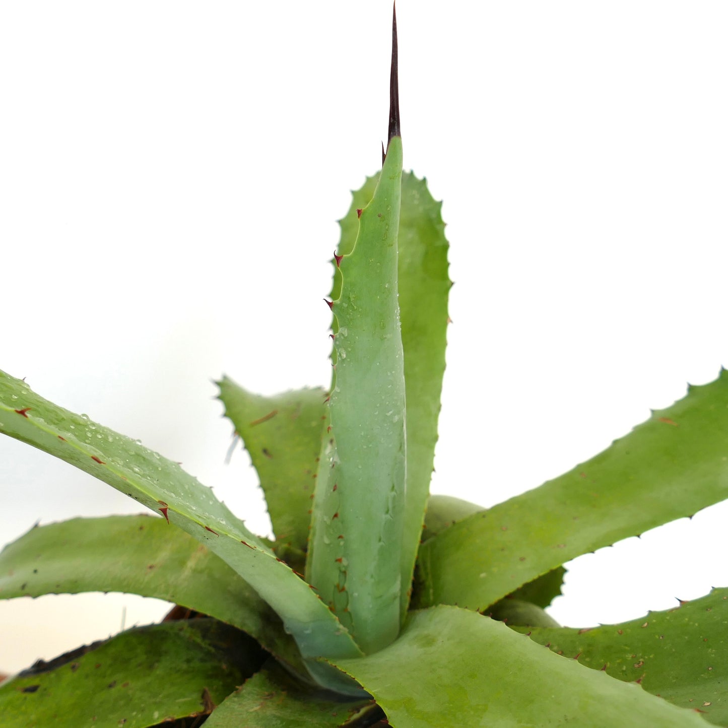 Agave americana X asperrima large green succulent with sharp spines and pointed leaves