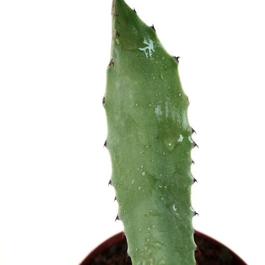 Agave americana succulent leaf with sharp spines and water droplets close-up