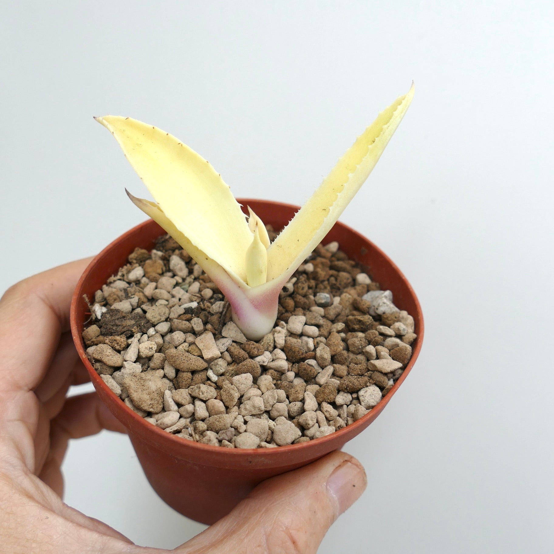 アガベ・アメリカーナ・アルビナ 斑入り｜希少なアルビナ