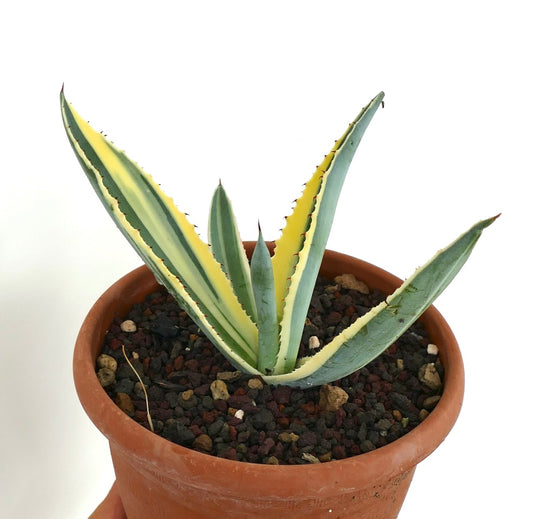 Agave americana marginata unusual variegated plant in a clay pot with rocky soil, displaying upright spiky leaves edged in yellow.