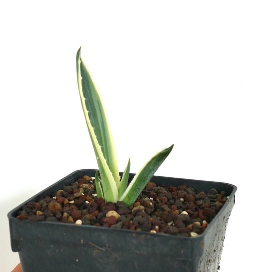 Small Agave americana marginata variegated with two elongated green leaves edged in cream-yellow, planted in volcanic rock soil in a black plastic pot.