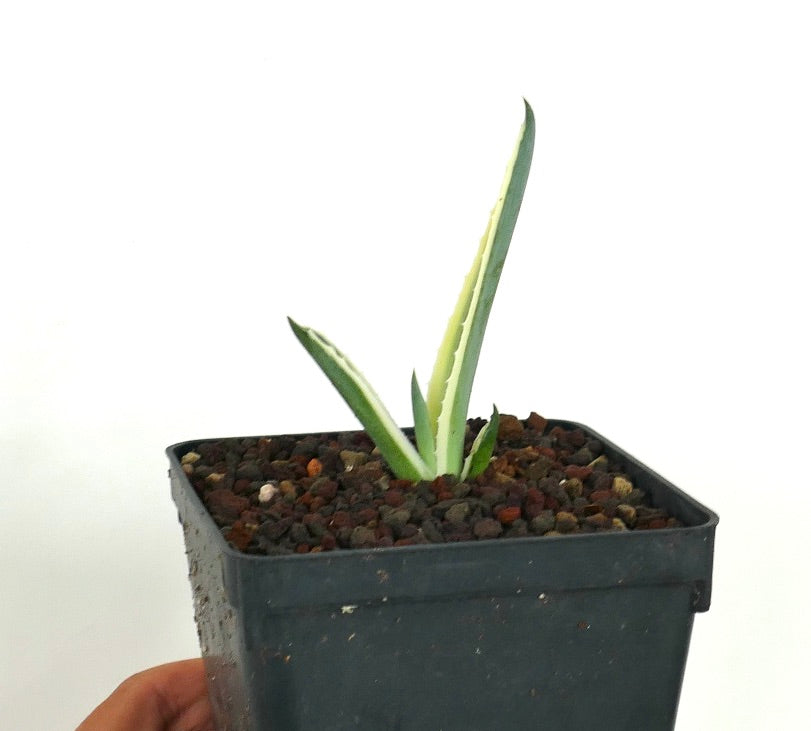 Sidevisning av en ung Agave americana marginata med marginer i en svart firkantet beholder, med slanke grønne blader kantet med gule kanter.