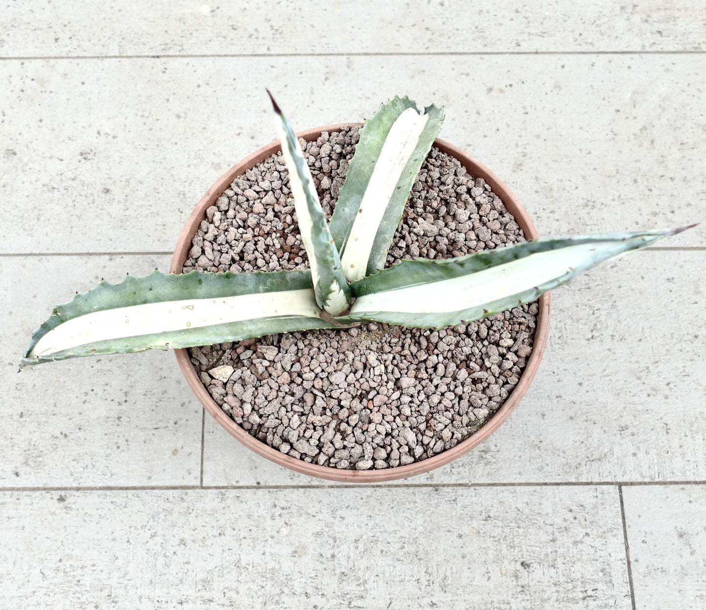 Agave americana mediopicta-alba succulent with long variegated leaves and sharp spines in pot