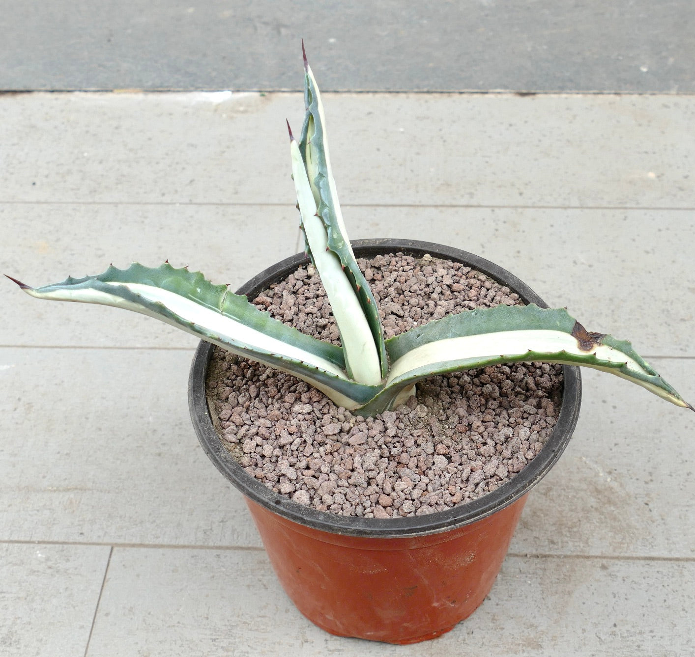 Agave americana mediopicta-alba suculenta com folhas variegadas grossas e espinhos afiados em vaso