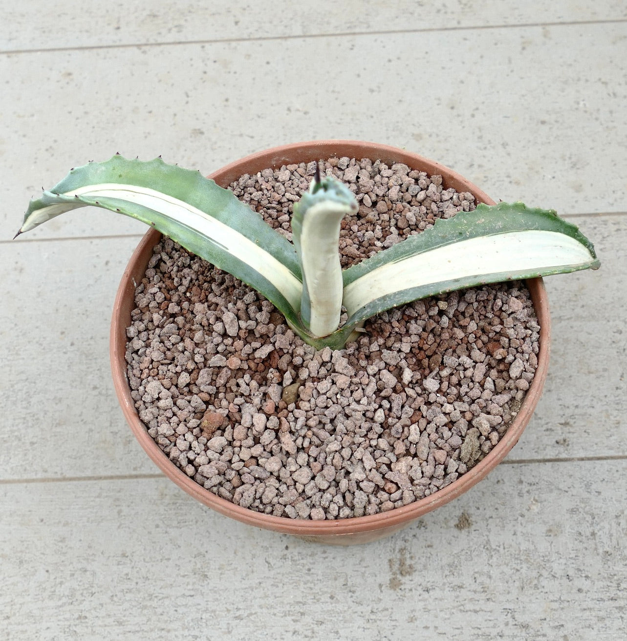 Agave americana mediopicta-alba succulent with thick variegated leaves and sharp spines in pot