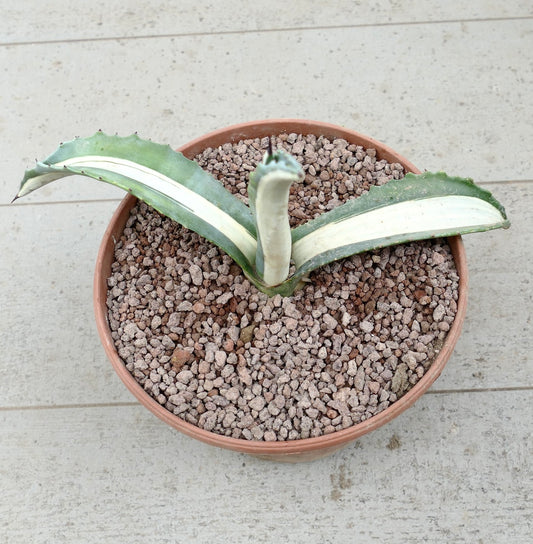 Agave americana mediopicta-alba Sukkulente mit dicken, buntlaubigen Blättern und scharfen Stacheln im Topf