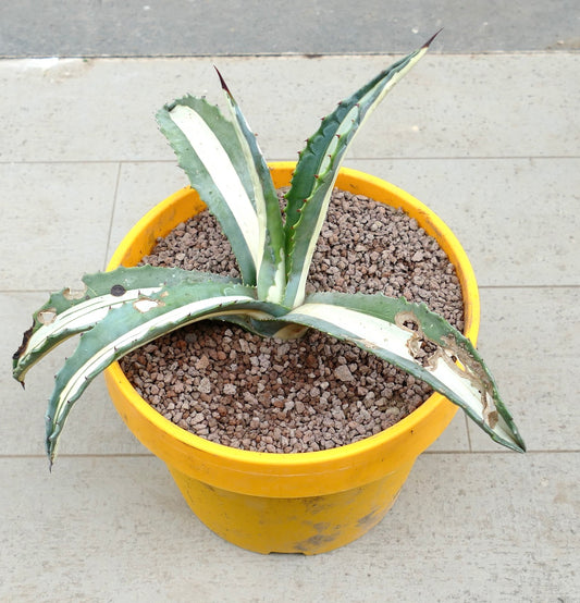 Agave americana mediopicta-alba Sukkulente mit langen, bunt gefleckten Blättern und scharfen Dornen im gelben Topf