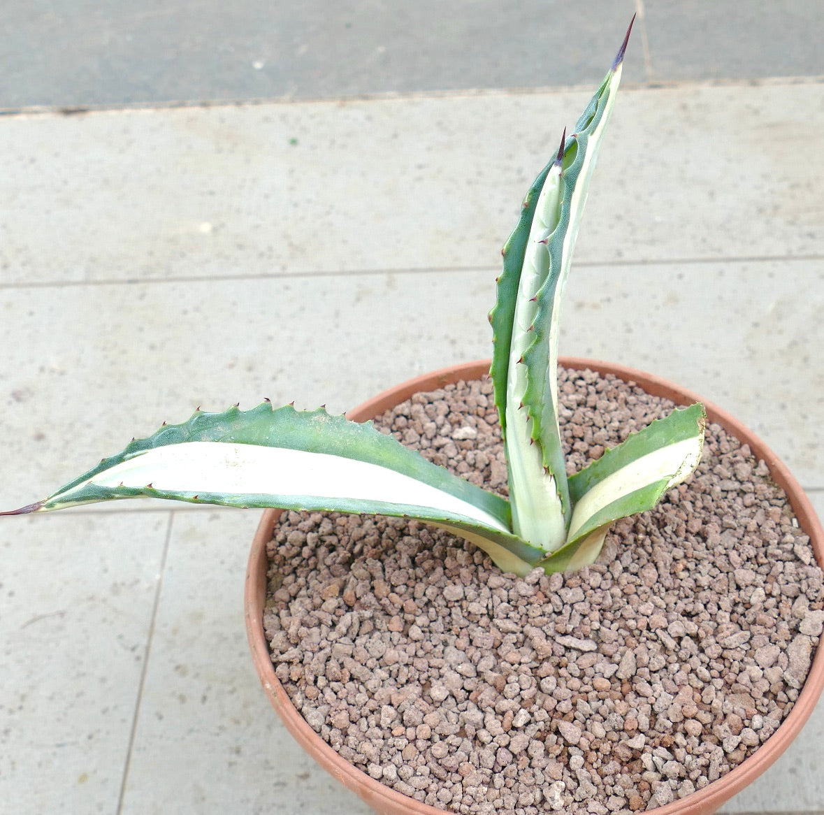 Agave americana mediopicta-alba succulent with long variegated leaves and sharp spines in pot