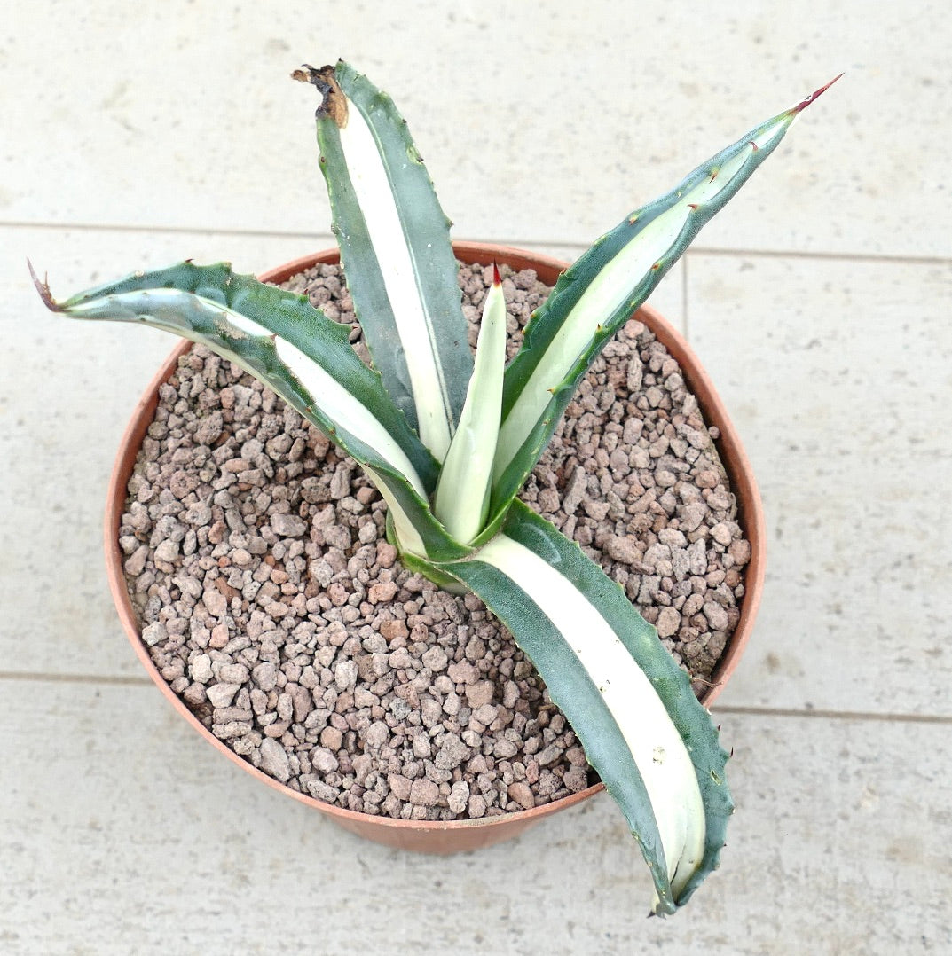Agave americana mediopicta-alba succulent with broad variegated leaves and sharp spines in pot