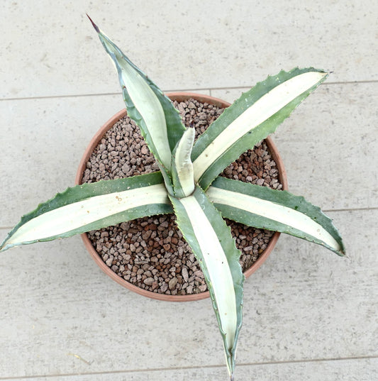 Agave americana mediopicta-alba succulenta con foglie variegate lunghe e spine appuntite in vaso