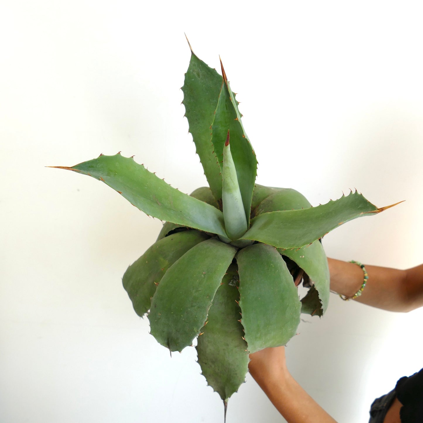 Agave americana x celsii succulent with broad green leaves and sharp brown spines
