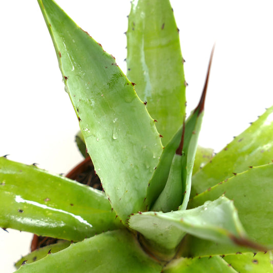 Agave americana x decipiens succulent with thick light green leaves and sharp reddish spines
