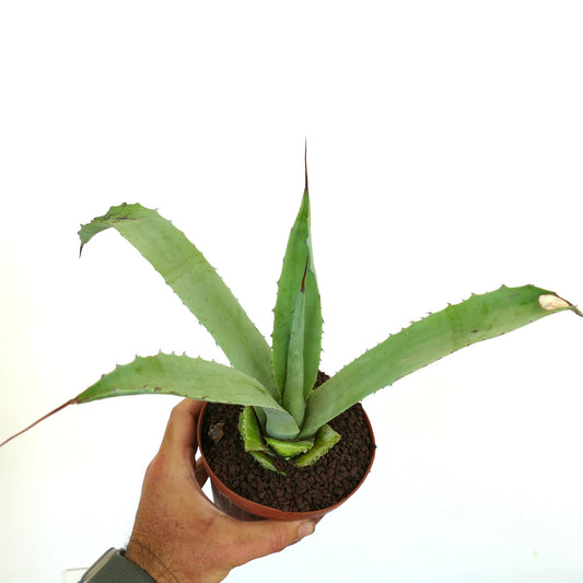 Agave angustifolia X americana succulenta con lunghe foglie verdi spinose in vaso piccolo