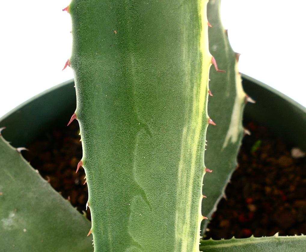 Agave asperrima Sukkulente mit dicken grünen Blättern und kleinen rötlichen Dornen an den Rändern